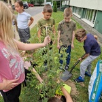 uczniowie kl.3c sadzą drzewko